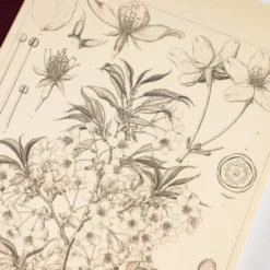 Hobonichi Graph Notebook [Tomitaro Makino: Yamazakura] A5