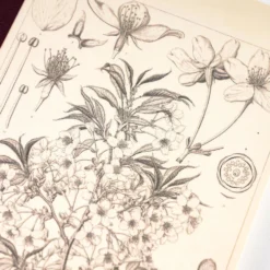 Hobonichi Graph Notebook [Tomitaro Makino: Yamazakura] A6