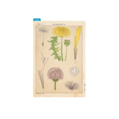Hobonichi Pencil Board [Tomitaro Makino]