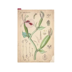 Hobonichi Pencil Board [Tomitaro Makino]
